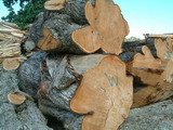 Macrocapa Logs for Custom Milling