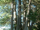 Macrocarpa Branches