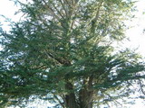 Macrocarpa Tree