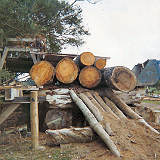 Logs Ready for Milling